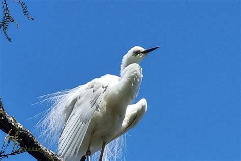 The Flight Of The White Heron Seen Only Once Newsroom