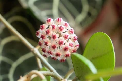 How to Grow and Care for Hoya Obovata