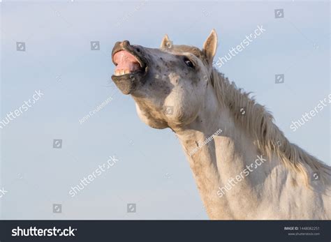 198 Flehmen response Images, Stock Photos & Vectors | Shutterstock