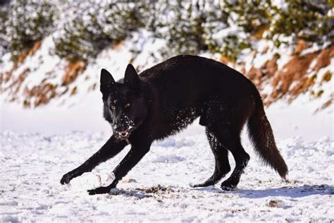 Black Wolf Hybrids