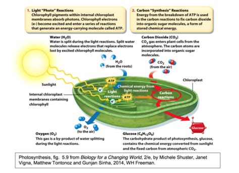 Biology 351 Renewable Energy Biomass And Biofuels Flashcards Quizlet