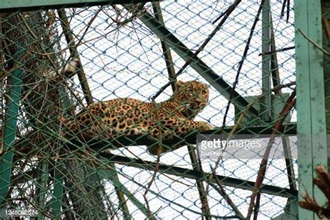 57 Dachigam National Park Photos & High Res Pictures - Getty Images