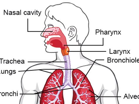 Diagram Of The Respiratory System And Explainations C 1 Int