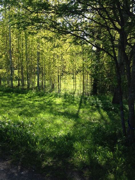 Free Images Tree Grass Branch Woman Lawn Meadow Sunlight Leaf