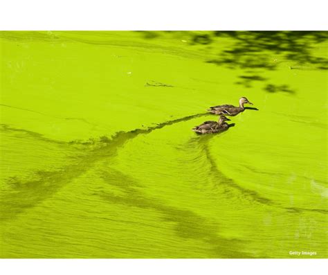 Conservation Archives The National Wildlife Federation Blog