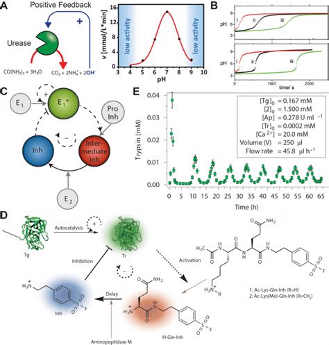 Enzymatic Systems For Temporal Regulation A Schematic Representation