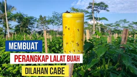 CARA MEMBUAT PERANGKAP LALAT BUAH CABE DENGAN LEM LALAT BUAH YouTube