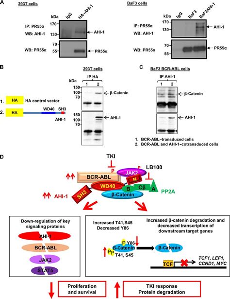 Pp2a Inhibition Sensitizes Cancer Stem Cells To Abl Tyrosine Kinase