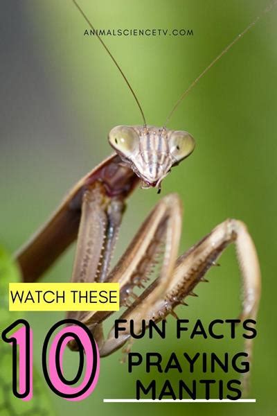 Praying Mantis Facts Video Are Praying Mantises Cannibals