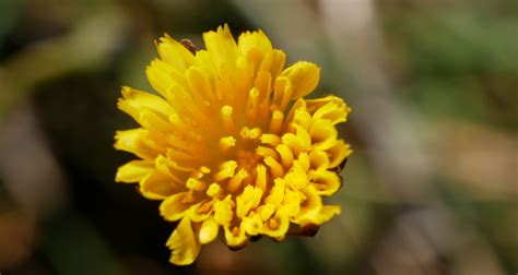 Conserving The Endangered Hypochaeris Glabra True Harvest Seeds