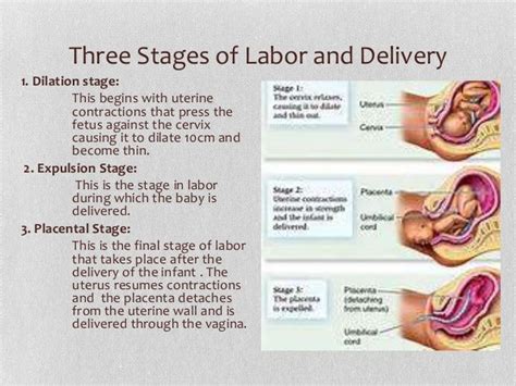 Reproductive System Chapter 10