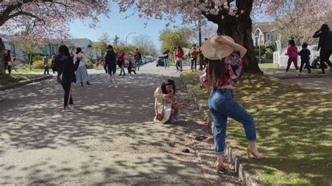 Last-minute sponsors step up for Vancouver Cherry Blossom Festival - BC | Globalnews.ca