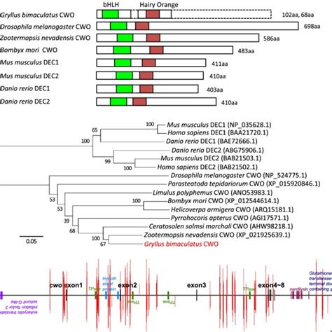 Structural And Phylogenetic Analysis Of Gryllus Bimaculatus Clockwork