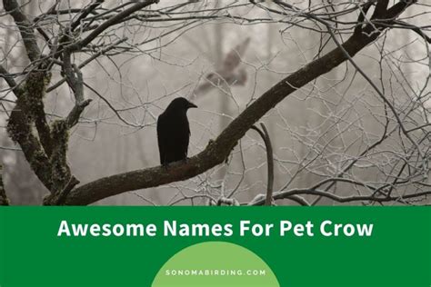 250 Awesome Names For Pet Crow Sonoma Birding