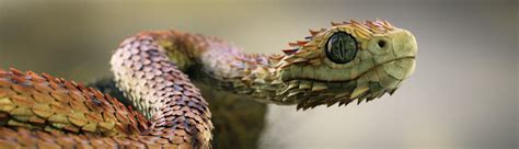 Atheris Hispida Snake - BlenderNation