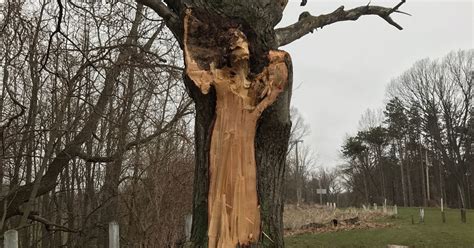 Ghost Sighting White Lady Emerges From Tree