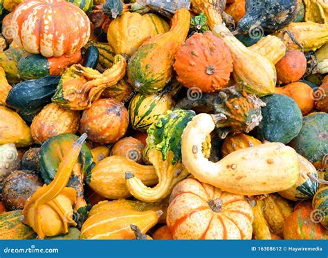 Halloween Fall Pumpkin And Squash Background Stock Photography - Image ...