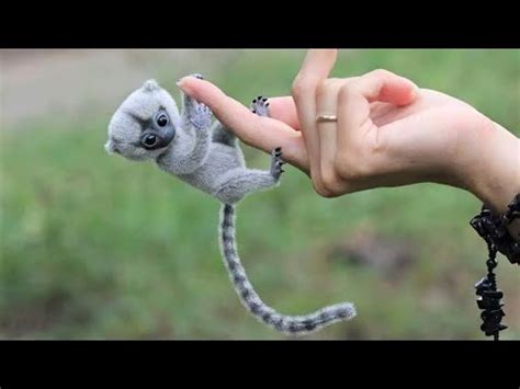 10 Cutest Exotic Animals You Can Own as Pets | exotic pet - CASTU