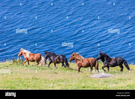 Shetland Pony Chestnut Stallion Trotting Hi Res Stock Photography And