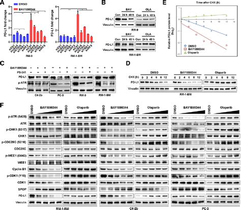 Figure 2 From Atr Inhibition Induces Cdk1spop Signaling And Enhances