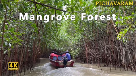 Mangrove Forest Pichavaram World S Second Largest Mangroves Forest 4k