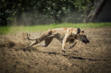 Top 5 Fastest Dog Breeds in The World - 5m Dogbreak