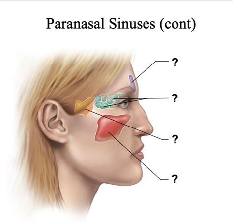 Paranasal Sinuses Cont Diagram Quizlet