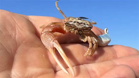 Using Live Fiddler Crabs For BRIDGE MONSTERS Sheepshead Catch Cook