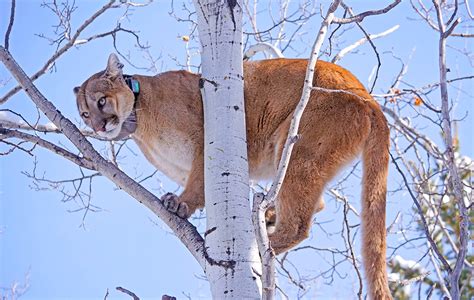 Colorado Mountain Lion Season 2024 Rani Valeda