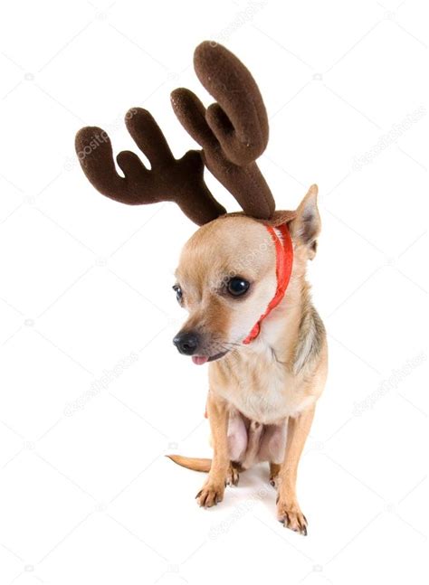 Chihuahua dressed as a reindeer Stock Photo by ©graphicphoto 53482121