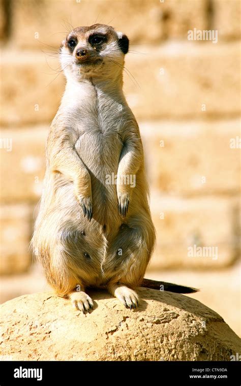 A Meerkat Suricata Suricatta Standing On Its Hind Legs Looks Around