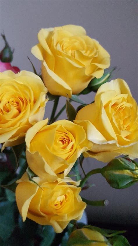 Pin By Tania Mattos On Artesanato Yellow Flowers Yellow Roses Rose