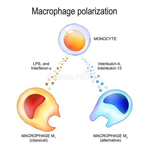 Polarizaci N De Macr Fagos Monocitos Y Citoquinas Ilustraci N Del