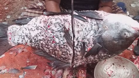 Amazing Kg Giant Katla Fish Cutting Skills In Bangladeshi Fish