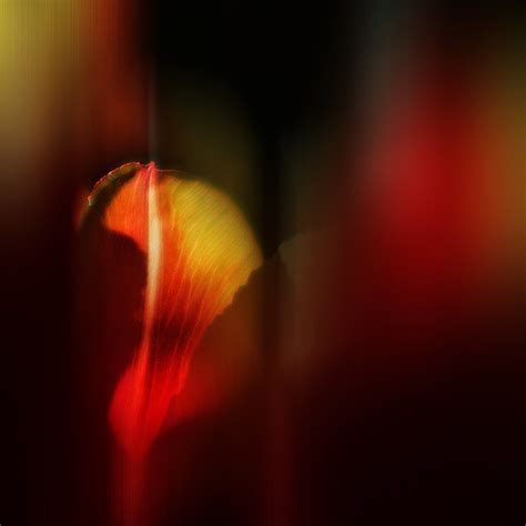 Abstract Macro Mondays Abstract Petal Of Tulip Siv Domeij Flickr