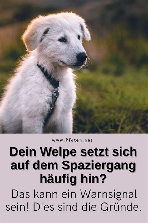 Dein Welpe Setzt Sich Auf Dem Spaziergang H Ufig Hin Das Kann Ein