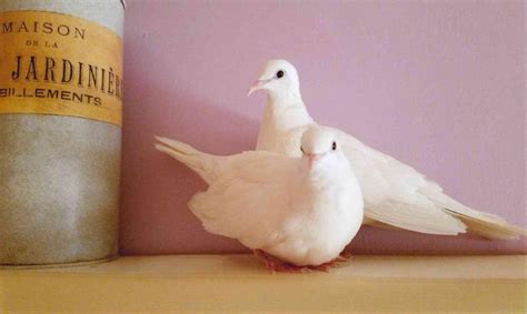 These pet doves are beautiful