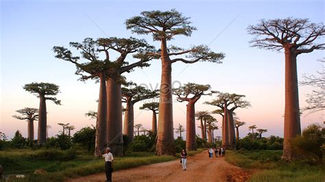 Madagascar Baobab Tree Picture And HD Photos | Free Download On Lovepik