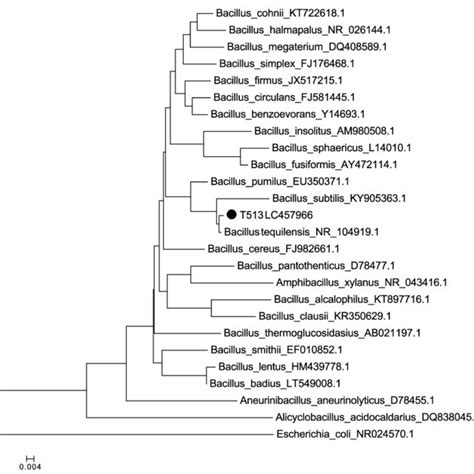 Neighbor Joining Phylogenetic Tree Bootstrap Constructed By