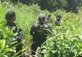 Erradican Plantaciones De Marihuana Valoradas En M S De Q Millones