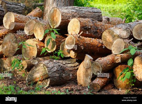 Sawn Off Stacked Tree Trunks Germany Stock Photo Alamy