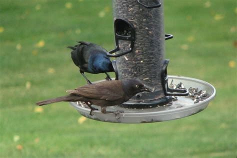 Common Grackle – Crazy for Gardening