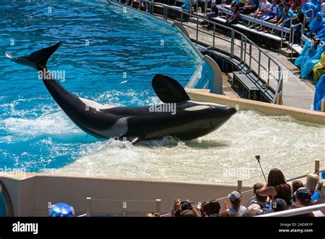 San Diegocaunited States April142014 Killer Whale Shamu Show In