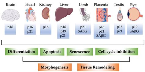 Cells Free Full Text The Senescence Markers P16ink4a P14arfp19arf