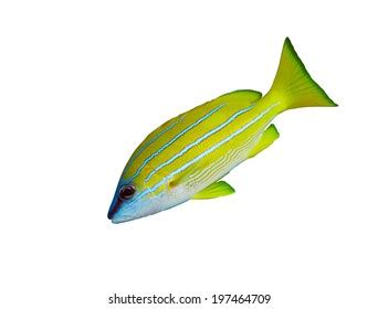 Dolphin Fish Llampuga Illustration On White Stock Illustration