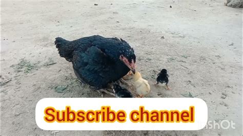 New Aseel Baby Chicks 🐥🐥🐥 Youtube