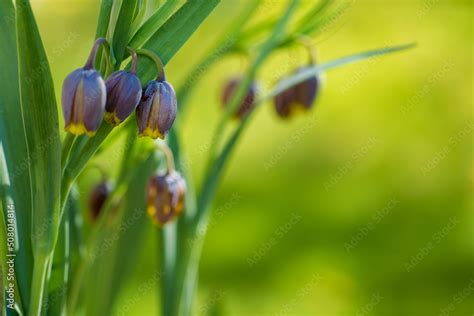 Fritillaria Michailovskyi Commonly Known As Fritillaria Michailovski