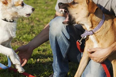 Chien Qui Aboie Pourquoi Et Que Faire