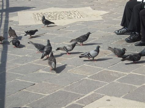 Pigeon Feeding Free Stock Photo Public Domain Pictures