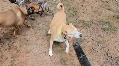 My Dogs Love To Harass Me When I Do The Yard Work Lol 🙃 Youtube